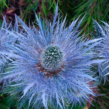 eryngium alpinum small